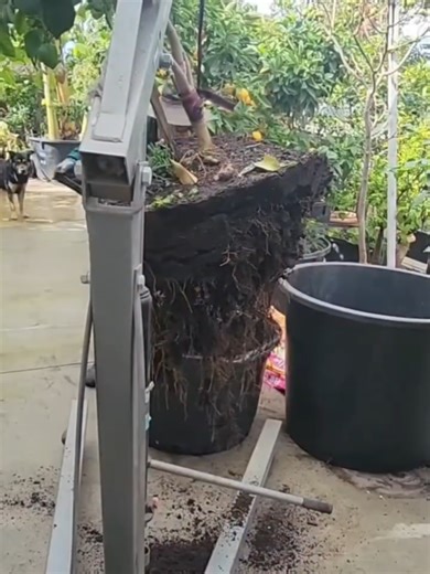 Nurturing Big Trees: The Growth Journey of Fruit Trees