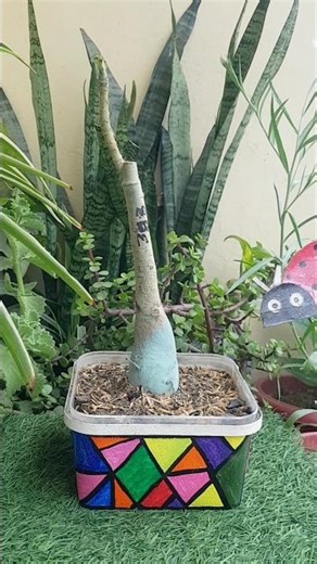 Let's Repot Adeniums Together💕🌿 #shorts #shortvideo #ytshorts #adenium #garden