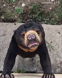 472K views · 3.2K reactions | "Are you ok, buddy?" "Bearly." | 9GAG | Facebook