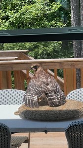 We are often asked—are raptors a threat to my pet? Seeing raptors in our backyards is exciting but can quickly turn to fear when we think about the safety of our beloved furry friends. We’ve put together a blog walking you through what you do and do not need to worry about when it comes to raptors and our pets. Click here to find out if you need to buy one of those spiky jackets for your Chihuahua: https://hawkwatch.org/blog/item/1396-raptors-and-pets 🎥: Ivory Hargrove | HawkWatch International