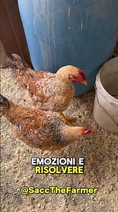 3 THINGS YOU DIDN'T KNOW ABOUT CHICKENS (plus a bonus) | Sacc The Farmer