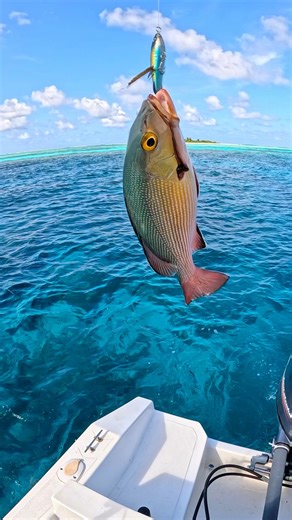 52K views · 606 reactions | Red Snapper  | The life of a fisherman | Facebook