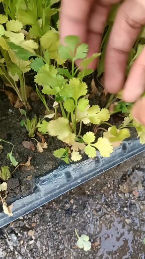 5.7K views · 11 reactions | Harvesting coriander gardening tips #SmartFarming #gardeningtips #organicfarming | Farm Fresh FF | Facebook