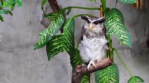 clip-19681546-barred-eagle-owl-called-malay-eagle-owl-can