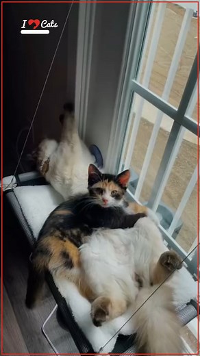 iHeartCats.com on Reels