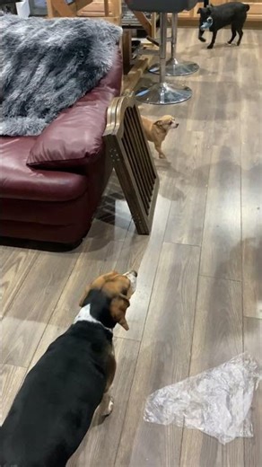 My Rabbit Really Thinks He's a Dog || ViralHog