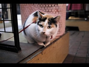 SIGMA DP2x sample photo slideshow 作例