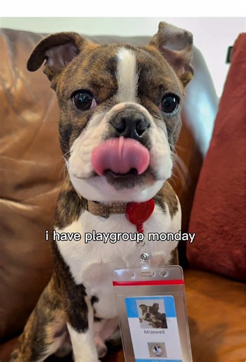 Hilarious Boston Terrier Puppy Reaction