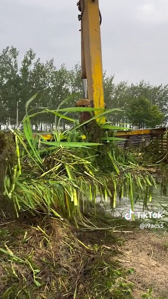 These two fish look similar, but their colors are different#clean