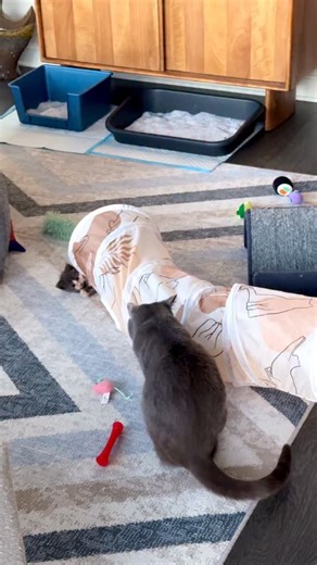 Omelet had a clean litter box overnight and a solid poop this morning, so I decided to release the Kraken. Cookie Doug might have been a smidge more excited about their initial meeting than he was, but I assure you Omelet was having fun too. Please don’t come at me! This is how young kittens learn the boundaries for safe play, and they will teach each other the rules far better than any human could. Plus, Robin Sparkles is supervising, and she’ll nip any tomfoolery in the bud right quick. 😉 | K