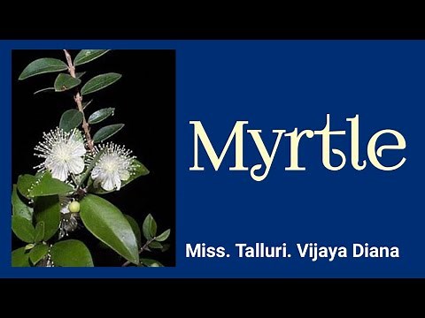 The biblical history of myrtle plant