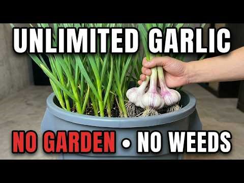 Grow Unlimited Garlic In A Bucket. No Garden. No Weeding. The 3 Min Setup.