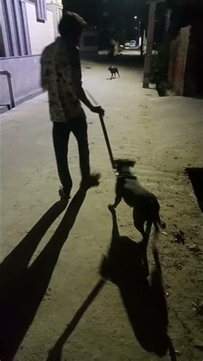 fithing mood off pitbull 😎😎😎