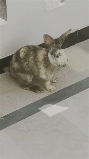 Giant angora Rabbit masti mood on #animals #cute #fun #fluffy #giant