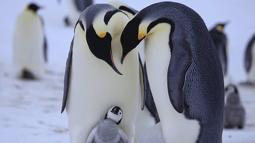 Penguins: Spy in the Huddle: First Steps | BBC Documentaries