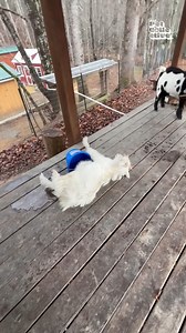 1.1M views · 5.9K reactions | He had no idea they did that!  (Via - Alivia S.) #Goat #Toddler #Fail | Fur Family | Facebook