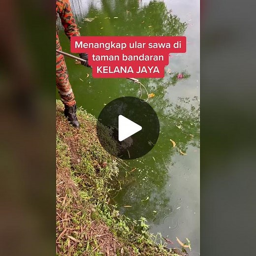 Catching a Large Snake in Kelana Jaya