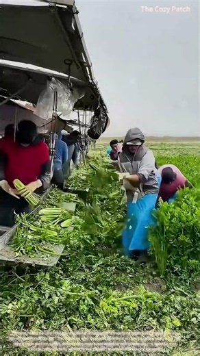 Mobile Harvesting! Celery Field Harvesting Technology