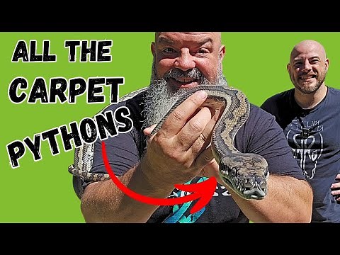 All About CARPET PYTHONS: Subspecies, Personalities & More (with a top breeder)