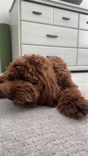 Delightful Cockapoo Enjoys Dog Treats with ASMR Sounds