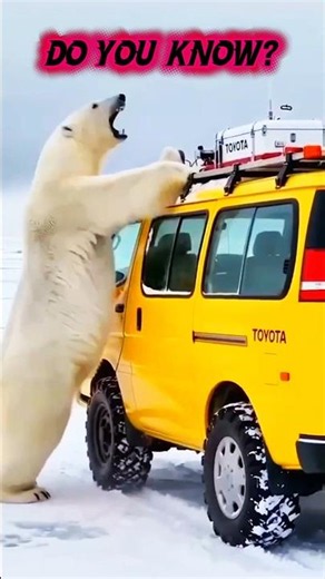 This Predator Can Smell You From 1KM Away🐻‍❄️|Polar Bear Shocking Facts