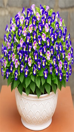 5.4K views · 58 reactions | Stunning Wishbone Flowers Simple Growing, Big Beauty | Garden Craft | Facebook