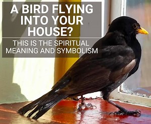 Bird Flying Into House: Meanings, Superstitions & Symbolism