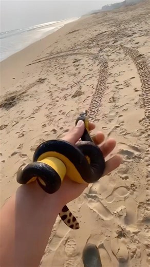 Super venomous yellow belly sea snake