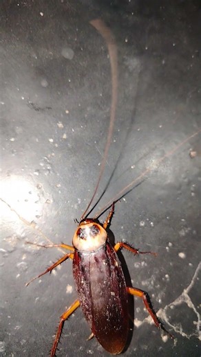 Cockroach run #youtubeshorts #cuteanimals #cockroach #animals #shorts