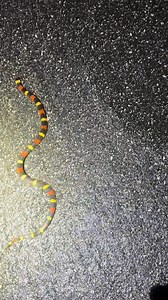 Looking for the 20 foot Burmese python! #fyp #everglades #foryou #foryoupage #yoink #wildlife #crazy #snake #alligator #crocodile #crazy #snake #python #nature #professional #conservation #bird #owl #flor#127 | Yoink guy