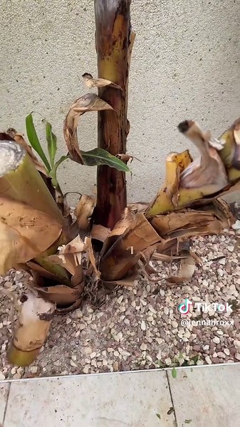 Tropischer Garten: Bananen im Fokus