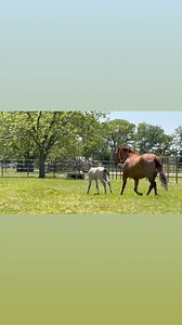 It’s a beautiful day to get some pasture play time in. We love this buckskin colt by Spook out of NRHA Open Finalist Gotta Diamond Girl. Diamond is by Spooks Gotta Whiz and out of a daughter of Shining Spark. #leadingbreederofchampions #aqha #nrha #reining #marepower #NRBC #smartspook #8milliondollarsire | Smart Spook