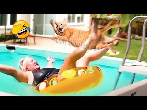 Best Funny Animal Videos 2022 😺 - Funniest Dogs And Cats Videos 😁😇