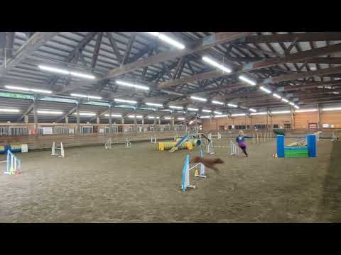 Paris' Redbone Coonhound Agility Practice -- class 12.9.25 unedited