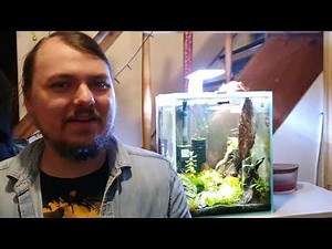 Garnelenfreundliche Wasserpflanzen: Javamoos, Moosbälle & Perlkraut Micranthemum Umbosum - Aquarium