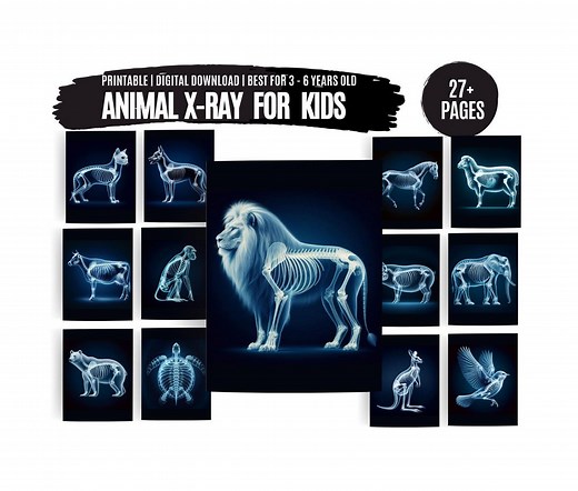 Printable Animal X-rays for Kids: Vet Pretend Play (digital Download) - Etsy