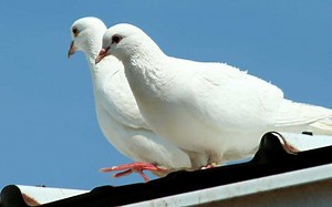 Islamic Meaning: Seeing a Pigeon in a Dream