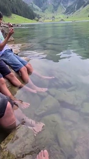 Watch this, Wild Doctor Fish in Switzerland #switzerland #travel #lake