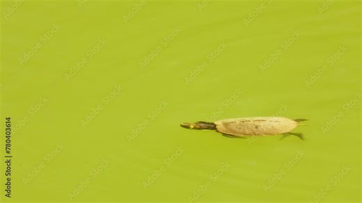 European pond turtle (Emys orbicularis), also called the European pond terrapin and European pond tortoise, is a long-living freshwater species of turtle.