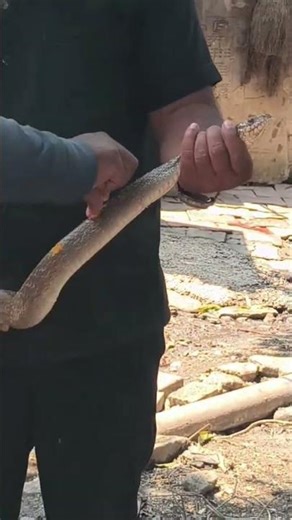 🐍❤️👹