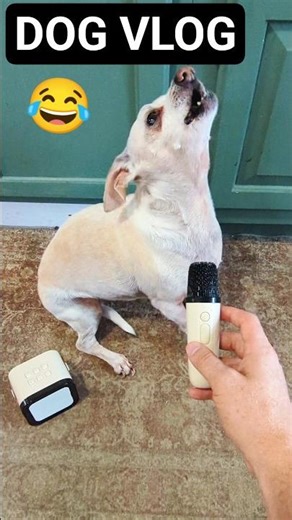 My Dog Tried to Sing Beautifully… but Something Hilarious Happened 😂 #FunnyDog #DogVlog #Shorts