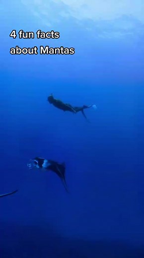 Discovering Fun Facts About Manta Rays