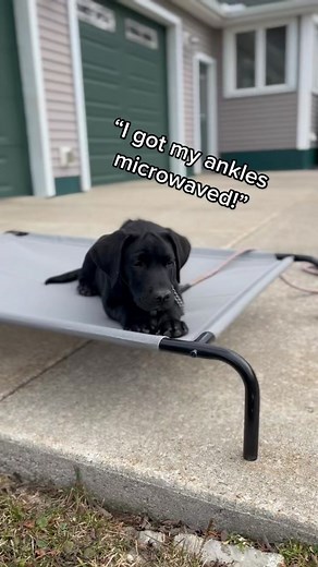 Goose is a little dramatic at the vet #veterinarian #labsoftiktok #LinkBudsNeverOff #OREOBdayStack #labradorretriever #puppy #dramatic #parksandrec