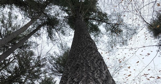This old-growth forest hides Ontario’s tallest tree dubbed ‘Ontario’s natural skyscraper’