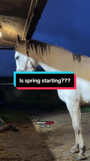 Is Spring Here? Horses are Starting to Gallop!