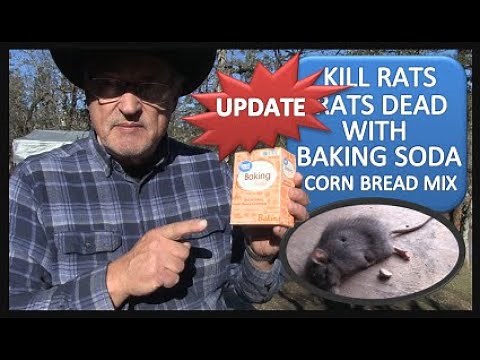 KILL RATS DEAD WITH CORNBREAD MIX & BAKING SODA UPDATE