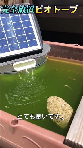 Eco Medaka Biotope, 100% filtration, homemade filtration device, medaka breeding