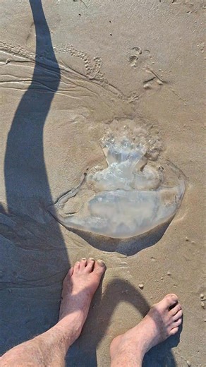 Jellyfish on the beach. Turtle snacks. #jellyfish #TurtleSnack #sunrise #beach #beachlife #weipa #thursday #sights #morning #capeyork #ferals #friends #followers #followerseveryonehighlights #StarsEverywhere #StarSender #StarMaker #followersreelsfypシ゚viralシfypシ゚viralシ #friendsfollowersViewers #followersreelsfyp #followersreels #lifestyle #bushwalking #thankyou #huntingdog #NatureLovers #reelsinternational #views1m #vibes #lifestyle #excited #thankyou #sponsormeplease | Mark Bevan