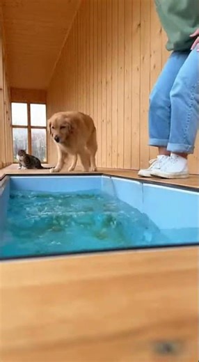 😂🐾🐟550 IQ Cat vs Dog… Ultimate Trick Showdown #funny #pets #animal