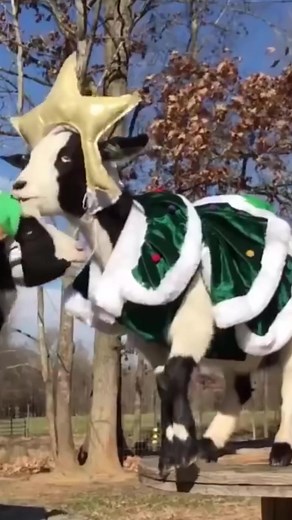 DrunkChristmasGoats #goats #goat #christmas #drunk #faint TikTok